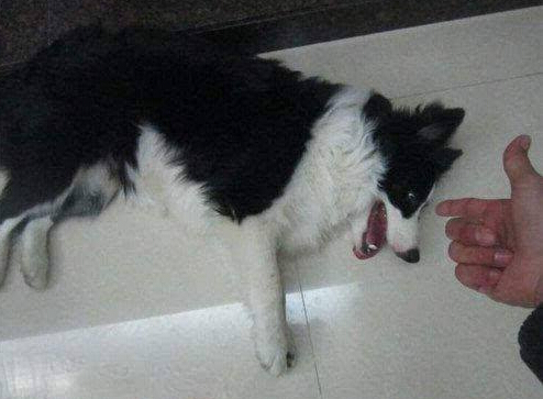 如何訓練狗狗裝死