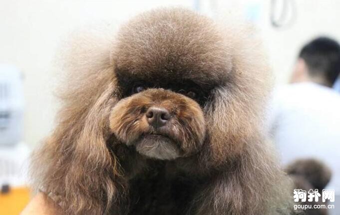 致死率極高的狂犬病，不得不知的早期癥狀!