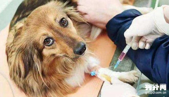 狂犬疫苗的副作用，幾個護理小知識需要掌握！