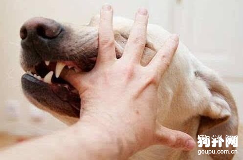 狂犬病會學狗叫嗎？原因大揭秘！