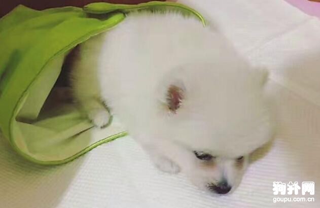 犬瘟熱后遺癥大盤點，那些你不知道的后遺癥！