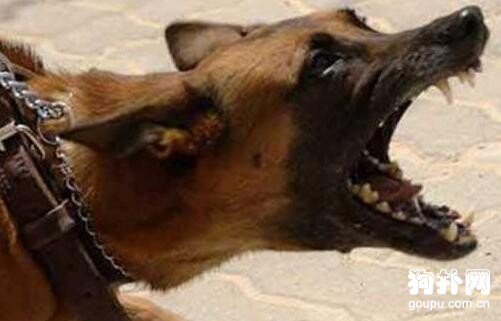 得了狂犬病能治好嗎？4個誤區要認清！