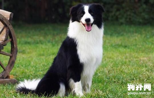 最值得養的溫順型中型犬都在這里