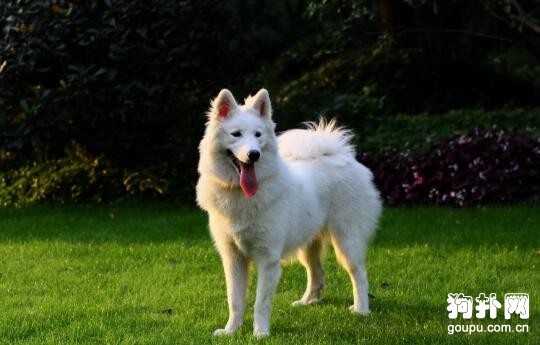 最值得養的溫順型中型犬都在這里
