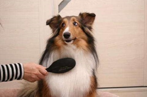 狗狗掉毛怎么處理？