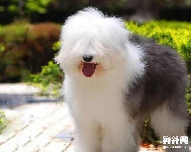 冬季哪些狗狗需要穿衣服？狗狗穿衣小貼士