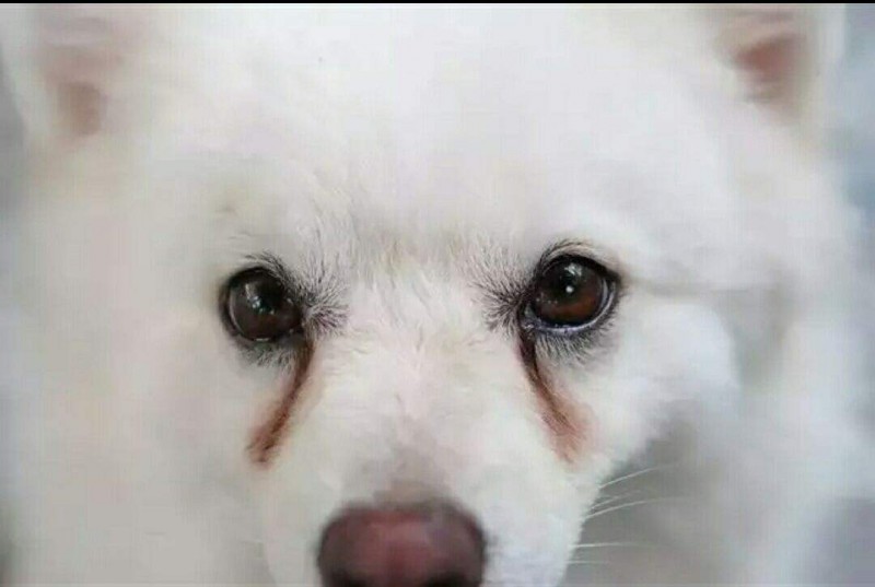 狗狗淚痕嚴重的幾大原因,你都知道嗎
