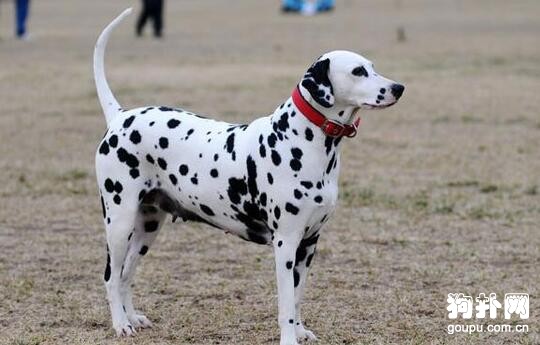 最值得養的溫順型中型犬都在這里
