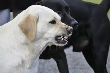得了狂犬病能治好嗎，狂犬病的預防治療辦法