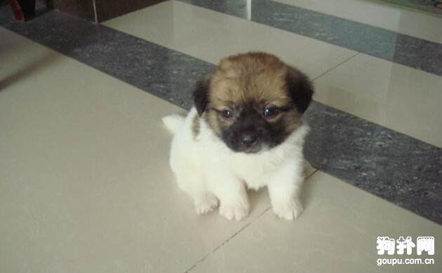 狗瘟是什么？犬瘟熱會傳染人嗎？