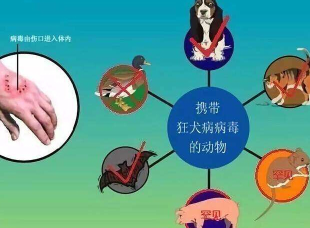 注射狂犬疫苗需要注意什么