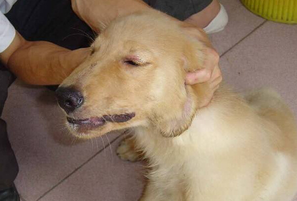 犬瘟熱的癥狀及治療方法