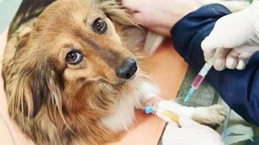狂犬病早期的癥狀