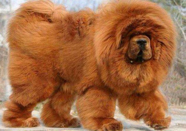 猛犬中的4種“廢棄物”，僅僅看見強悍，自身本質貶值