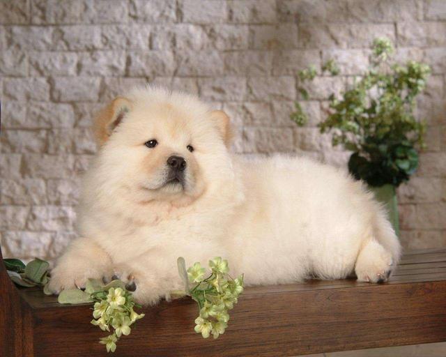 這7種狗狗全是市區禁養犬，拉布拉多和金毛狗狗都會在其中