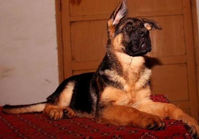 猛犬中的4種“廢棄物”，僅僅看見強悍，自身本質貶值