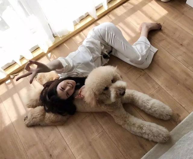 價錢高的“巨型貴賓犬”，最該下手嗎？網民：盡管貴，但高性價比