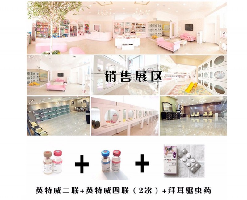推薦- 帶證書賽級冠軍級巴吉度疫苗驅蟲已做完，包純種丶包健康