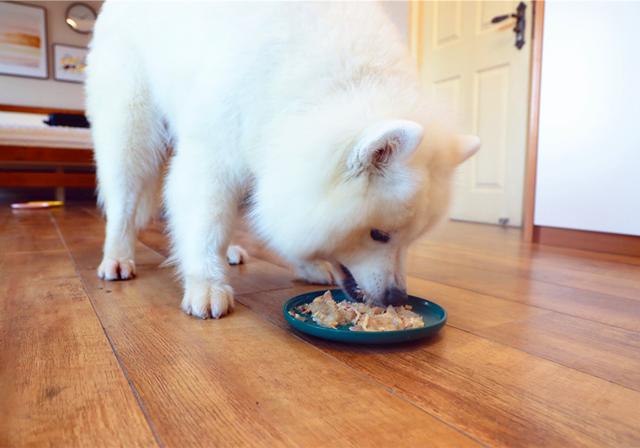 狗狗得病喂藥為什么說只有用強？只需取出零食，誘使法簡易更合理
