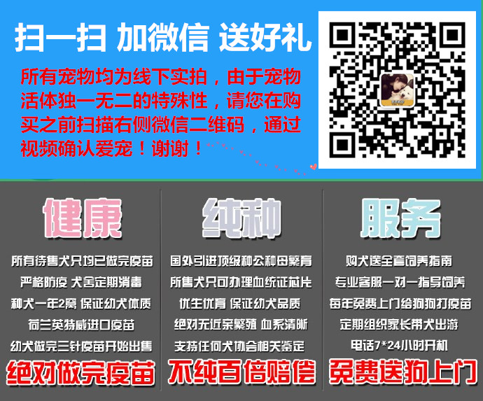 十年老店- 同城出售純種古代牧羊犬|大白頭古牧多少錢一只?