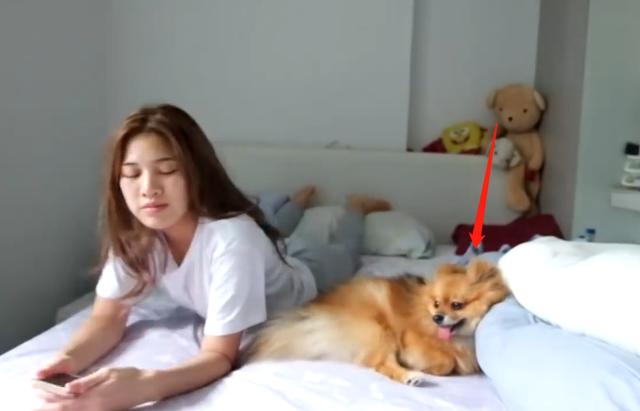 想養一只博美犬？你了解它的特性嗎？