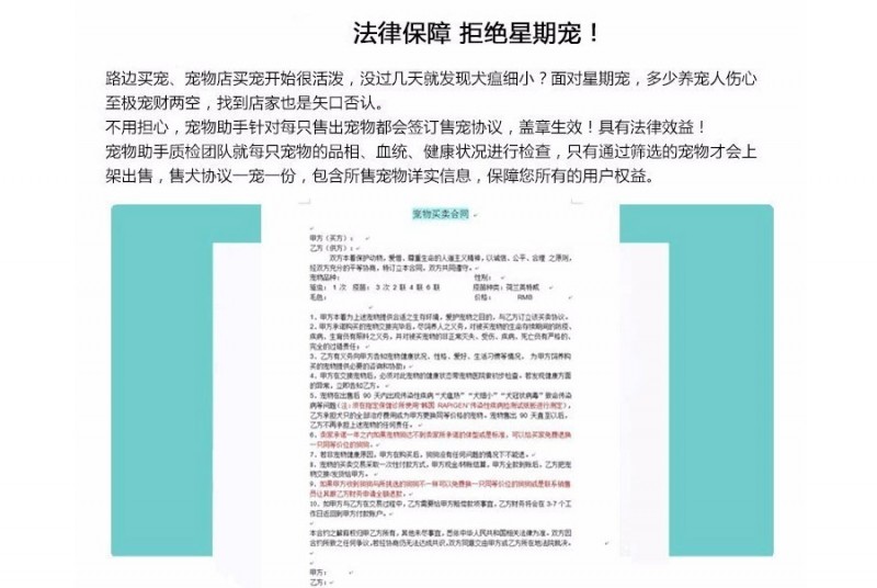 推薦- 帶CKU證書賽級冠軍級蘇格蘭牧羊犬疫苗驅蟲已做好