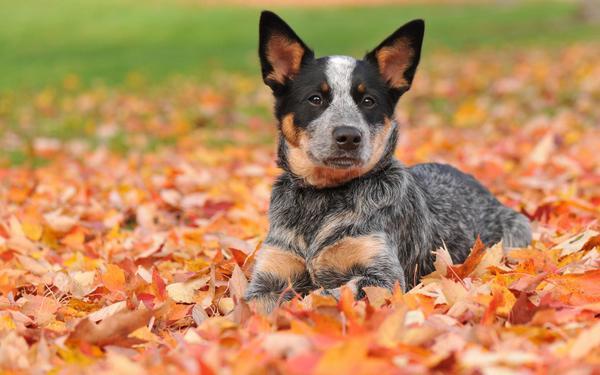 宇宙上10大最聰明的狗狗，邊境牧羊犬斬獲第一，你最愛哪一種？
