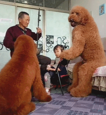價錢高的“巨型貴賓犬”，最該下手嗎？網民：盡管貴，但高性價比