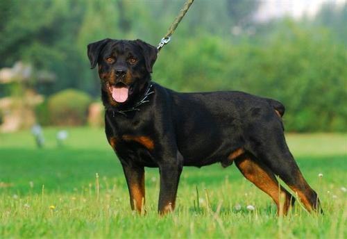 宇宙上10大最聰明的狗狗，邊境牧羊犬斬獲第一，你最愛哪一種？