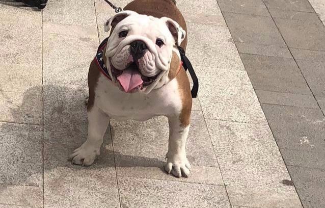 這7種狗狗全是市區禁養犬，拉布拉多和金毛狗狗都會在其中