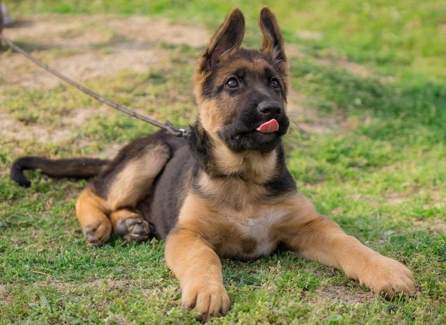 這7種狗狗全是市區禁養犬，拉布拉多和金毛狗狗都會在其中