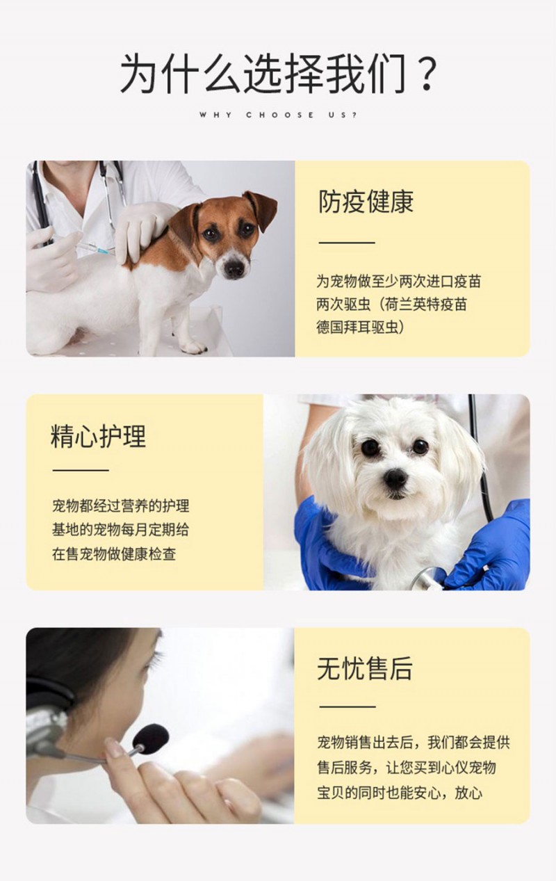 熱賣- 正規犬舍出售純種羅威納犬幼犬尊享終身質保簽訂購犬協議