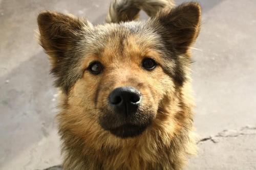 這7種狗狗全是市區禁養犬，拉布拉多和金毛狗狗都會在其中