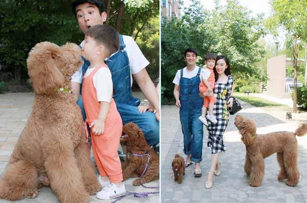 價錢高的“巨型貴賓犬”，最該下手嗎？網民：盡管貴，但高性價比