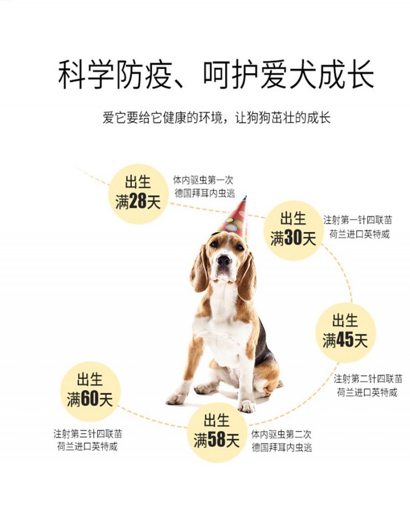 熱賣- 正規犬舍出售純種約克夏幼犬尊享終身質保簽訂購犬協議