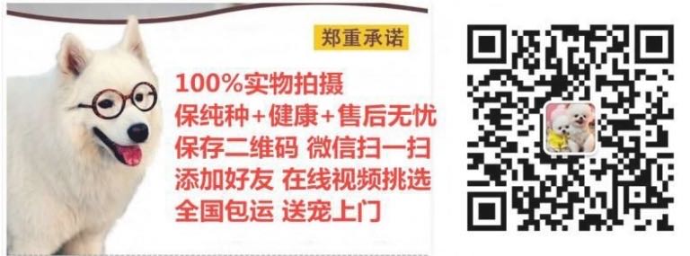 推薦- 帶證書賽級中亞牧羊犬疫苗驅蟲已做完，包純種丶包健康