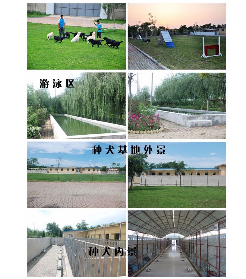 熱賣- 正規犬舍出售純種博美犬幼犬尊享終身質保簽訂購犬協議