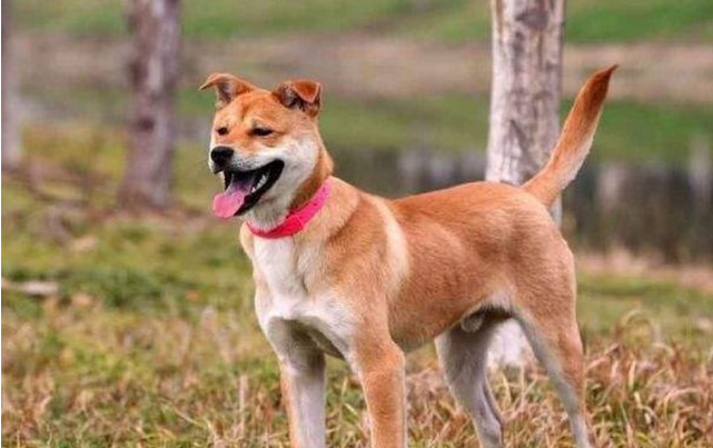 若給爸爸媽媽送這6種狗狗，易飼養還高顏值，不用愁爸爸媽媽在家里會“孤獨”