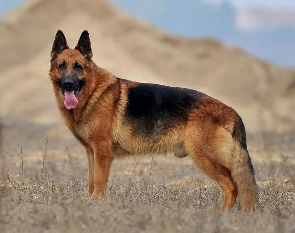 宇宙上10大最聰明的狗狗，邊境牧羊犬斬獲第一，你最愛哪一種？
