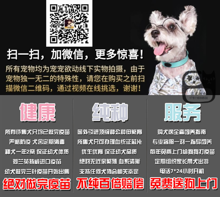 ★狗撲推薦首選★金牌犬舍- 專業繁殖純種馬犬簽協議送大禮
