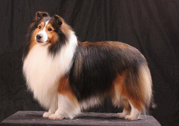 宇宙上10大最聰明的狗狗，邊境牧羊犬斬獲第一，你最愛哪一種？