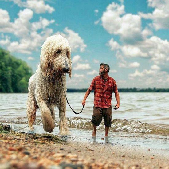 價錢高的“巨型貴賓犬”，最該下手嗎？網民：盡管貴，但高性價比