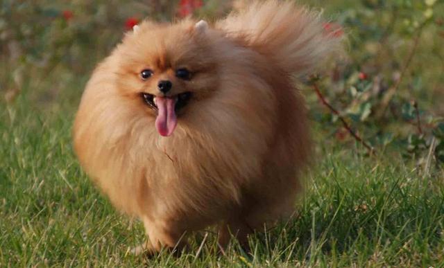 想養一只博美犬？你了解它的特性嗎？