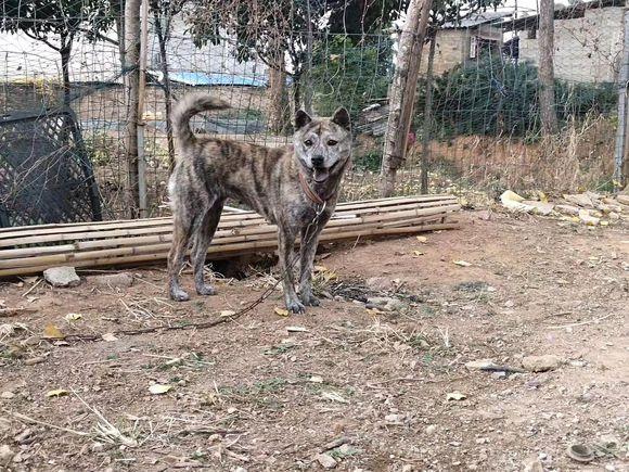 為什么說土狗比不上洋狗？那就是她們沒有見過這5種“中華民族神犬”