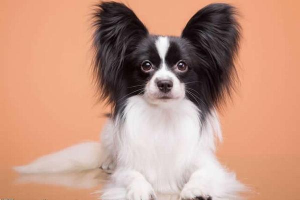 宇宙上10大最聰明的狗狗，邊境牧羊犬斬獲第一，你最愛哪一種？