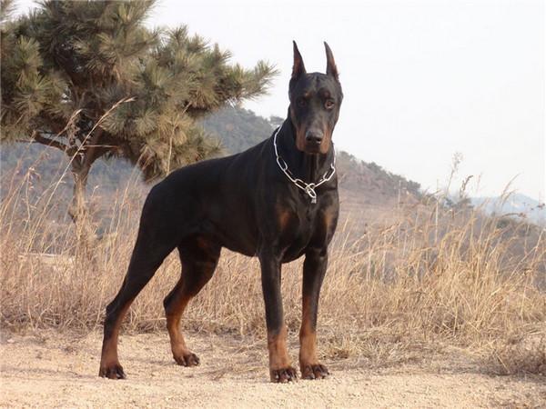 宇宙上10大最聰明的狗狗，邊境牧羊犬斬獲第一，你最愛哪一種？