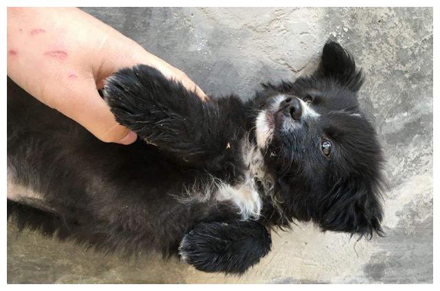 購買邊境牧羊犬，還記得盡量不要選下列七種，要不然估算你能被坑慘