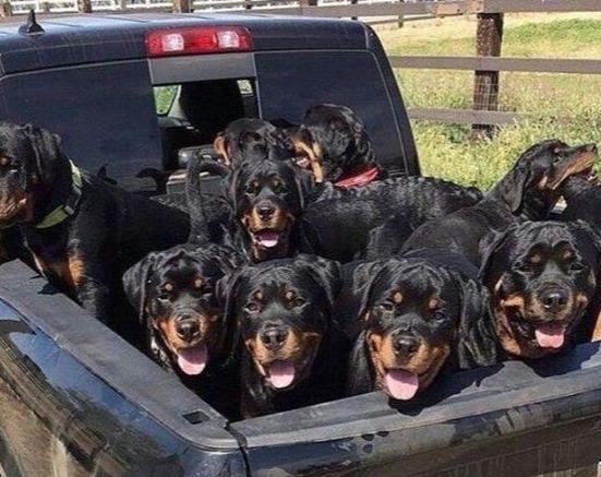 卡斯羅犬和羅威納犬，誰才算是最好護衛犬？