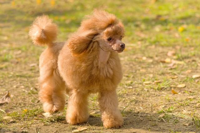 怎么知道貴賓犬是否純種？重要看這五個地區