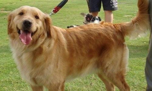 歷數男神金毛犬的8大缺陷，看了再決策需不需要養